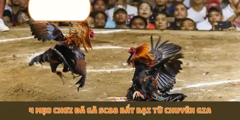 4 mẹo chơi đá gà SC88 bất bại từ chuyên gia