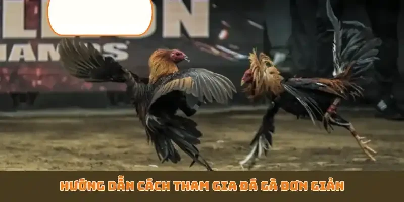 Hướng dẫn cách tham gia đá gà đơn giản